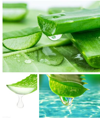 aloe vera 123